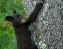 Black bear cub climbing a tree