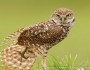 Burrowing owl