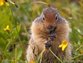 Columbian ground squirrel, Glacier National Park