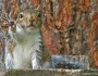 Eastern gray squirrel