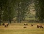 Elk_CMR_Wildlife_Refuge_Ffrom_Flickr