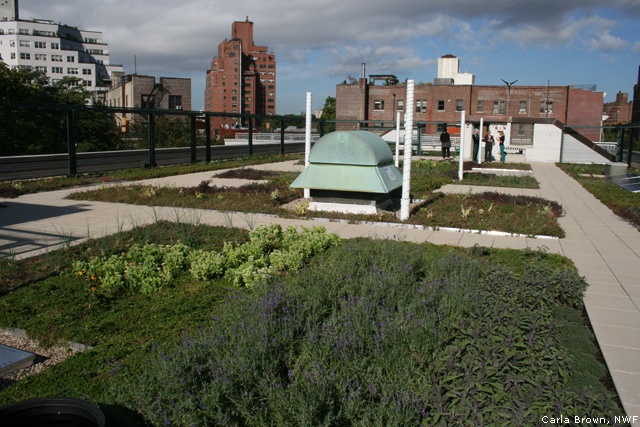 Green Roof on PS 41 in New York