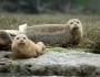 Harbor Seals