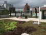 Kindergartners congregate on the Greenroof Environmental Learning Laboratory, PS 41, Manhattan. NWF photo by Carla Brown.