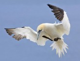 Seagoing Northern Gannet: U.S. FWS