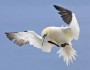 Seagoing Northern Gannet: U.S. FWS
