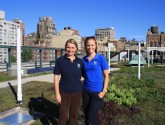 We didn't want to leave its beauty! PS41's green roof, September 2012.