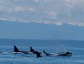 Orca Pod