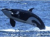 Orca_JimNScancella_280x170