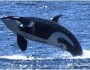 Orca_JimNScancella_280x170
