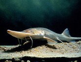Pallid Sturgeon