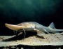 Pallid Sturgeon