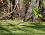Alligator in Louisiana's Honey Island Swamp