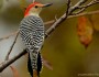 Red-bellied woodpecker