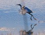 Snowy egret