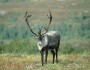 Woodland Caribou (Photo: US Fish & Wildlife Service)
