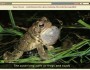 From the Music of Nature Website