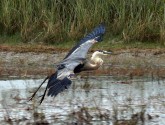 heron