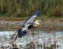 heron
