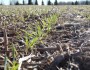 Winter Wheat, October 2012.