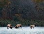 Bull elk during fall rut