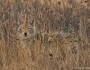 Coyote in Turnbull National Wildlife Refuge