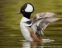 Hooded merganser