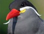 Inca Tern