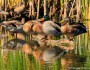 Mallards on a log