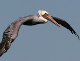 Pelican in flight. Photo by Rick Lewis.