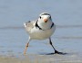 Piping plover