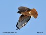 Red-tailed hawk