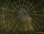 Dew on a spider web