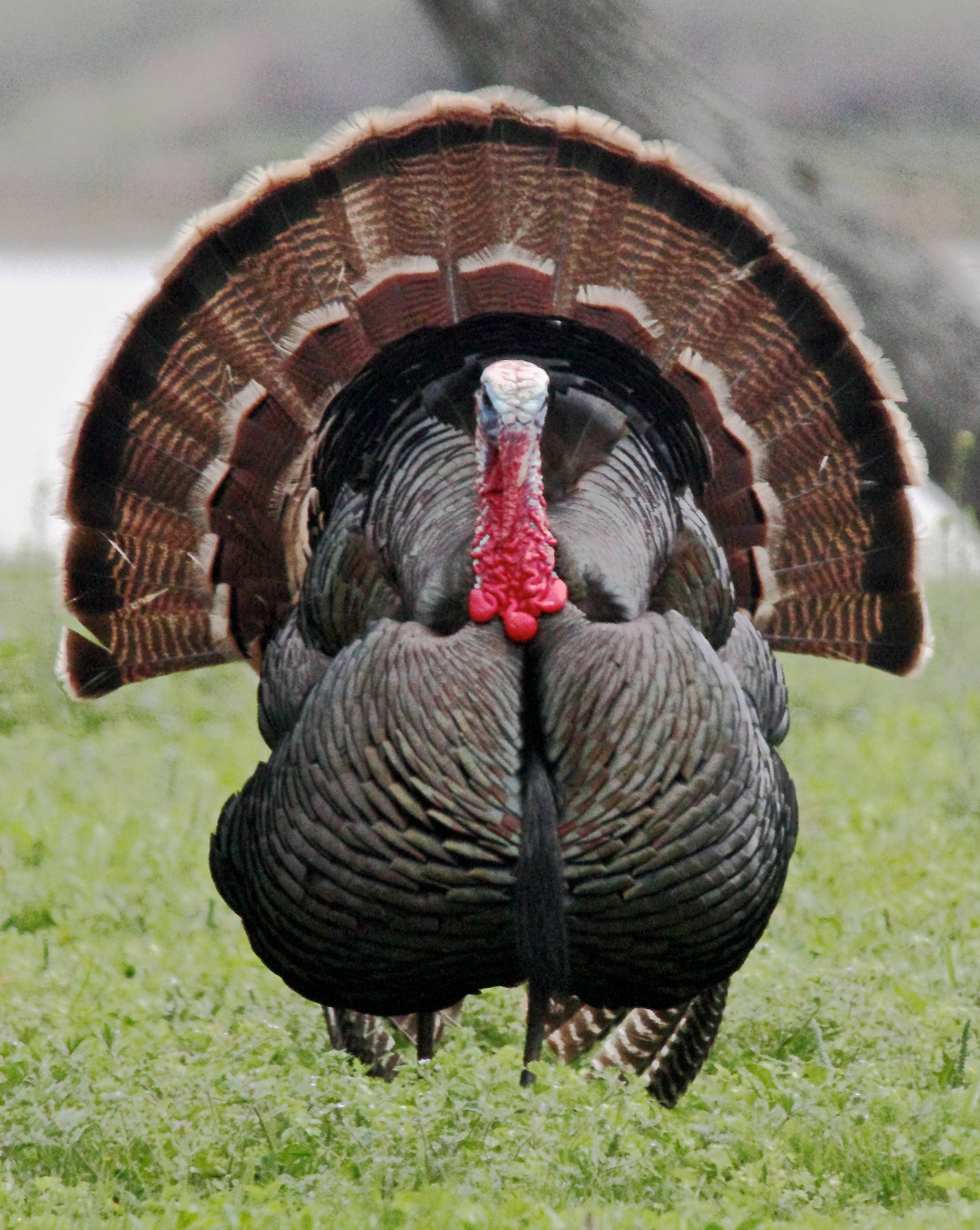 Wild Turkey Fact Sheet | Nature