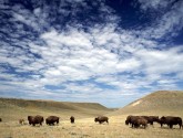 Bison Grazing Under Prairie Sky