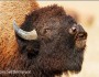 bison, Montana, Fort Peck, Yellowstone, NWF, National Wildlife Federation,