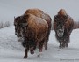 Bison