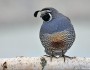 California quail