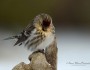 Common redpoll