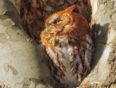 Eastern screech owl (red morph)