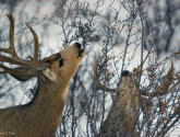 Northwestern Colorado is home to oil shale deposits and some of the country's argest mule deer herds. Photo by Steve Torbit