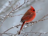 Northern cardinal