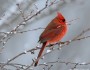 Northern cardinal