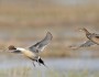Pintail ducks in flight (Photo: USFWS Pacific)