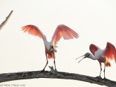 Roseate spoonbills