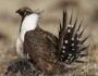 SageGrouse_USFWS