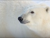 National Wildlife Photo Contest entry by Lois Settlemeyer.