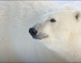 National Wildlife Photo Contest entry by Lois Settlemeyer.
