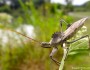Wheel bug (Arilus cristatus)