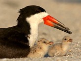 Beach-nesting birds—like these black skimmers—were among the wildlife hit hardest by Hurricane Sandy.